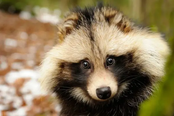 raccoon dog  racoon dog tanuki is a bit of both 11 pictures 6