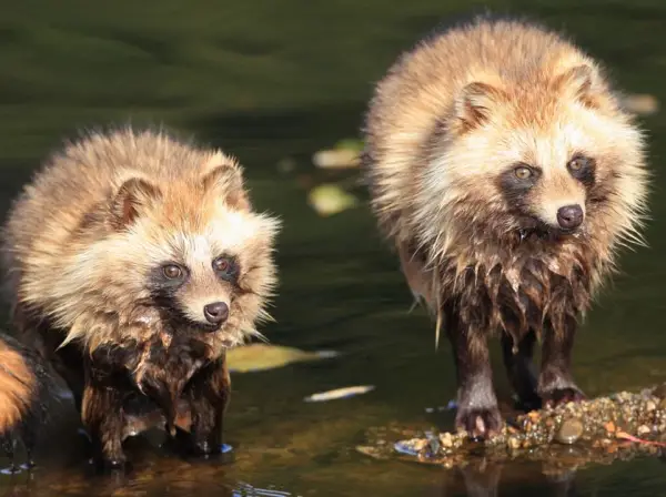 raccoon dog  racoon dog tanuki is a bit of both 11 pictures 7