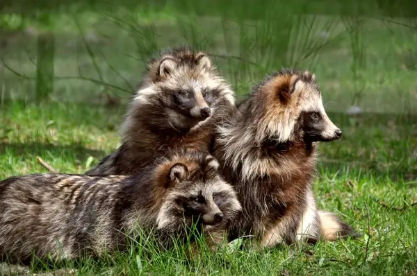 raccoon dog  racoon dog tanuki is a bit of both 11 pictures 8