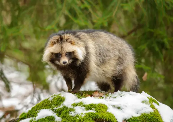 raccoon dog  racoon dog tanuki is a bit of both 11 pictures 9