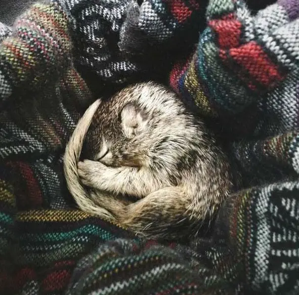 saving private squirrel story of heartwarming rescue told in 13 pics 2