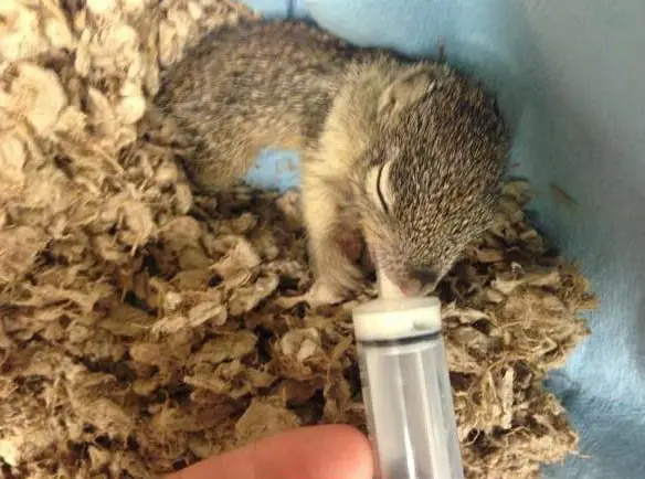 saving private squirrel story of heartwarming rescue told in 13 pics 4