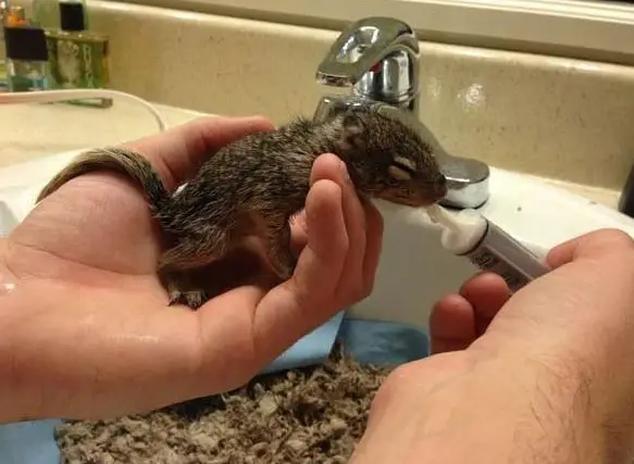 saving private squirrel story of heartwarming rescue told in 13 pics 5