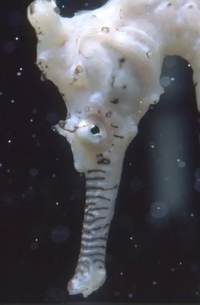 seahorse a tiny alien on earth 6