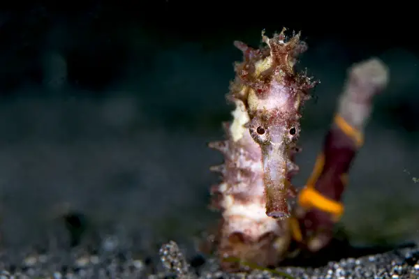 seahorse a tiny alien on earth 8