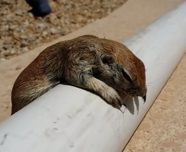 selfless pool guy saves drowning squirrel through cpr 8 pics 1 video 4