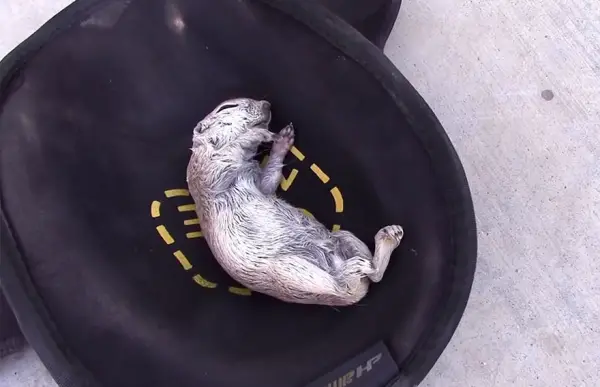 selfless pool guy saves drowning squirrel through cpr 8 pics 1 video 5