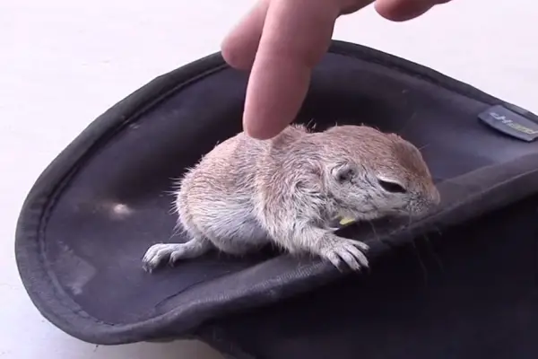 selfless pool guy saves drowning squirrel through cpr 8 pics 1 video 7