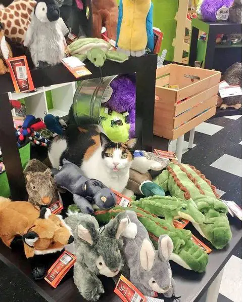 silly cats of bodega stores 12 pictures 11