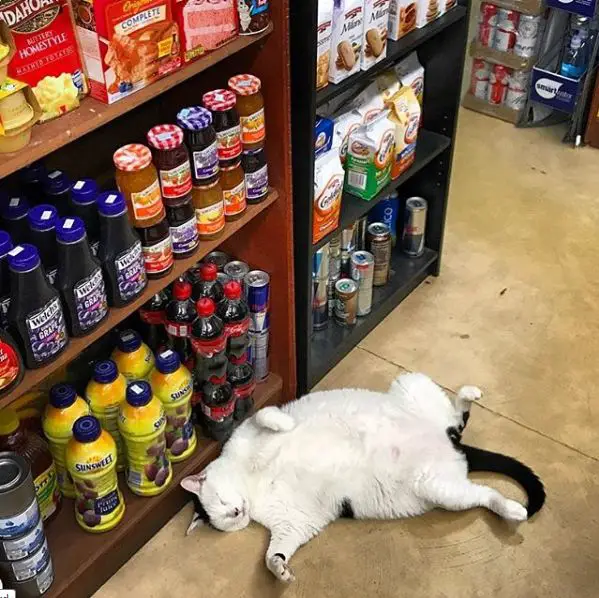 silly cats of bodega stores 12 pictures 4