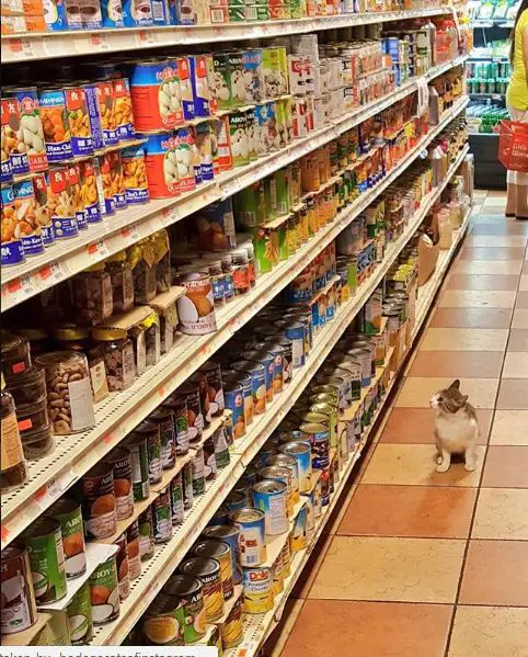 silly cats of bodega stores 12 pictures 5