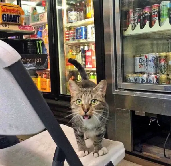 silly cats of bodega stores 12 pictures 8