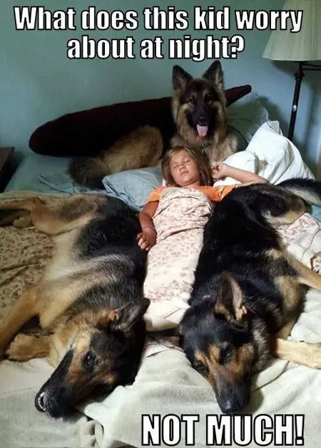 sleeping with your pet yes or no 17 pictures 9