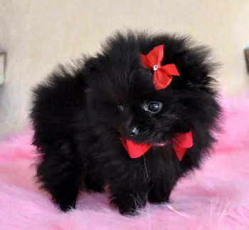 smallest and definitely cuddliest dogs teacup pomeranians 10 pics 1 video 1