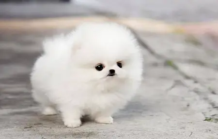 smallest and definitely cuddliest dogs teacup pomeranians 10 pics 1 video 2