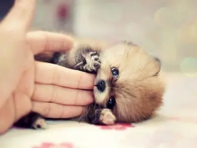 smallest and definitely cuddliest dogs teacup pomeranians 10 pics 1 video 4
