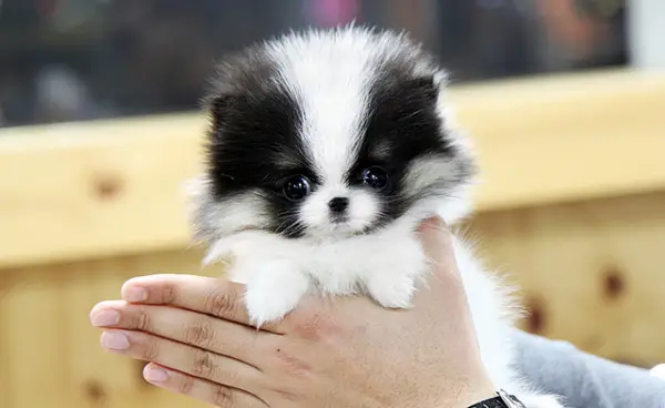 smallest and definitely cuddliest dogs teacup pomeranians 10 pics 1 video 5