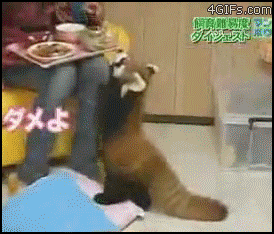 start a new year with a smile 26 gifs 10