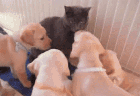 start a new year with a smile 26 gifs 12