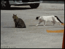 start a new year with a smile 26 gifs 16