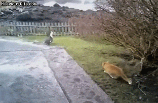 start a new year with a smile 26 gifs 18