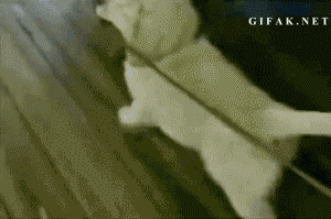 start a new year with a smile 26 gifs 20