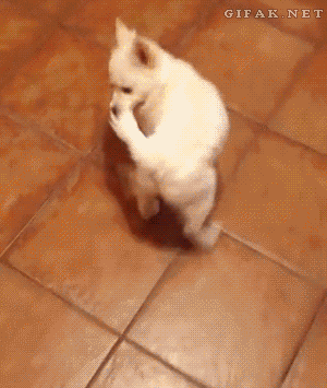 start a new year with a smile 26 gifs 21