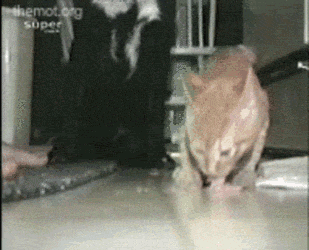 start a new year with a smile 26 gifs 28