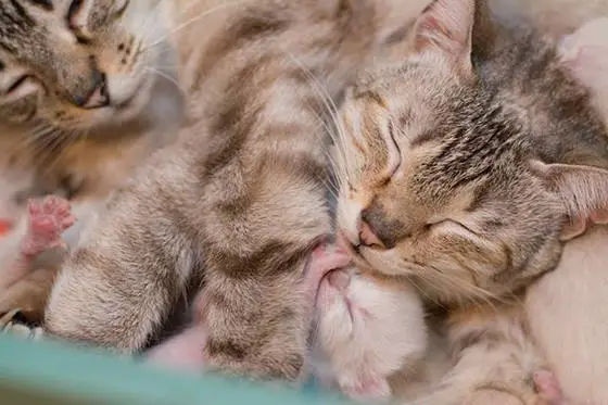 story of a rescue from neglected and dirty to mother of 15 adorable kittens 9 pictures 1