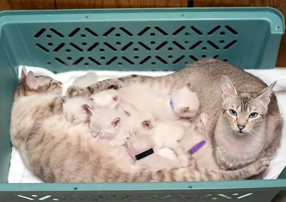 story of a rescue from neglected and dirty to mother of 15 adorable kittens 9 pictures 3