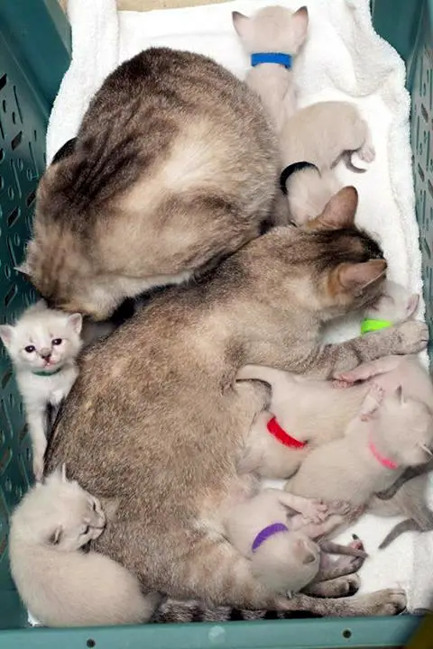 story of a rescue from neglected and dirty to mother of 15 adorable kittens 9 pictures 4