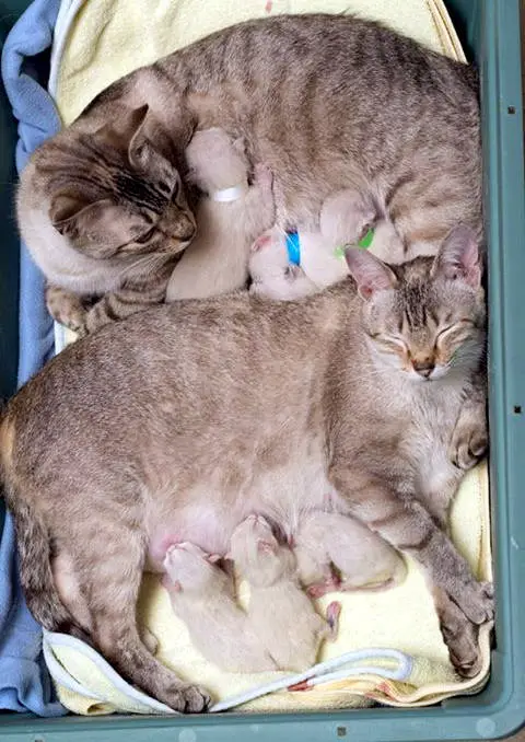 story of a rescue from neglected and dirty to mother of 15 adorable kittens 9 pictures 5