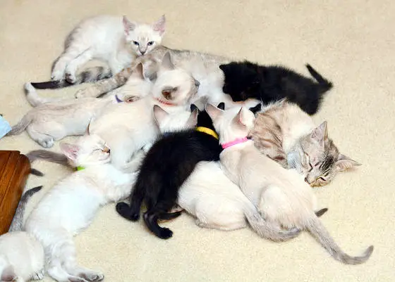 story of a rescue from neglected and dirty to mother of 15 adorable kittens 9 pictures 9