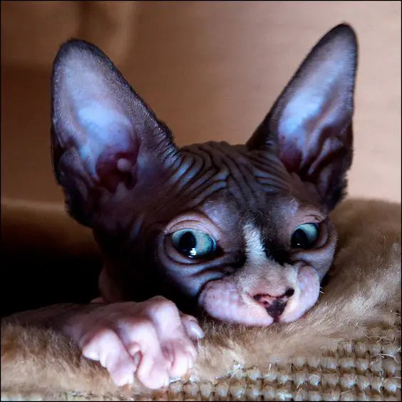 sweet and unique sphynx cats like to play 1