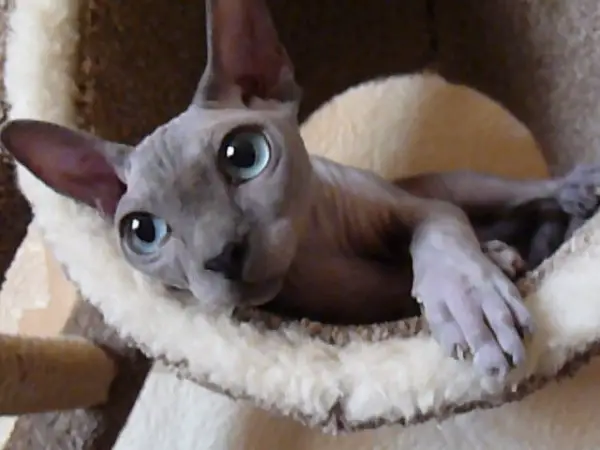 sweet and unique sphynx cats like to play 11