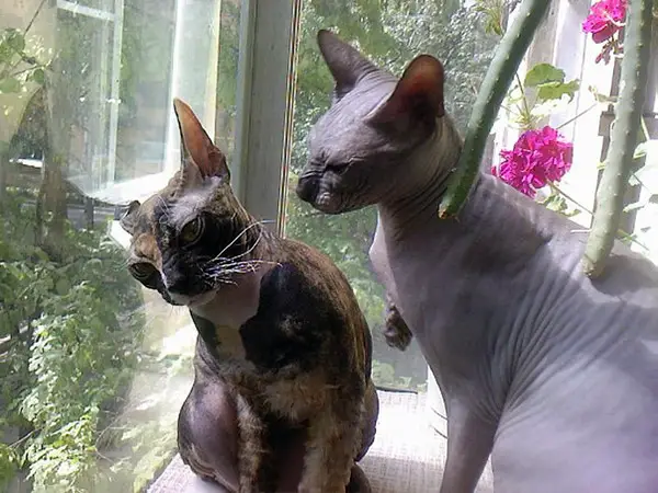 sweet and unique sphynx cats like to play 13