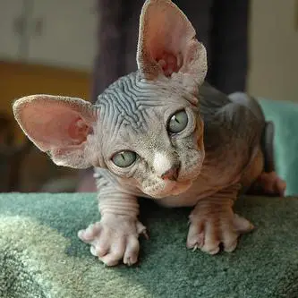 sweet and unique sphynx cats like to play 2