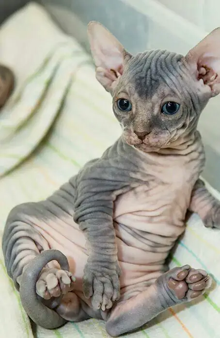 sweet and unique sphynx cats like to play 6