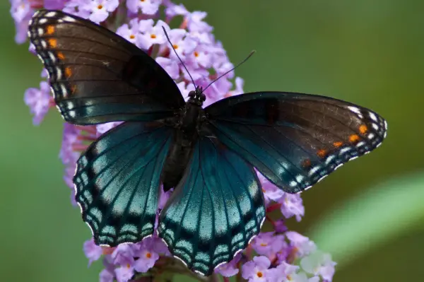 the breathtaking colors of the most beautiful butterflies  17 pictures 12