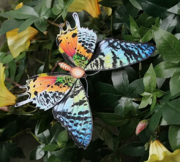 the breathtaking colors of the most beautiful butterflies  17 pictures 13