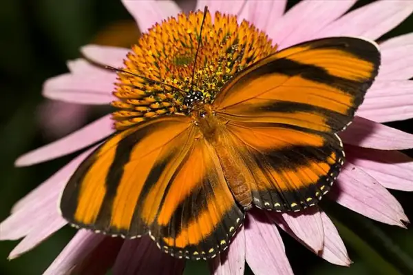 the breathtaking colors of the most beautiful butterflies  17 pictures 15