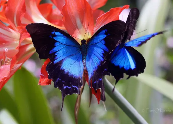 the breathtaking colors of the most beautiful butterflies  17 pictures 2