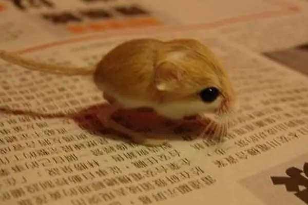 the cuteness is overwhelming in these 16 tiny animals 10