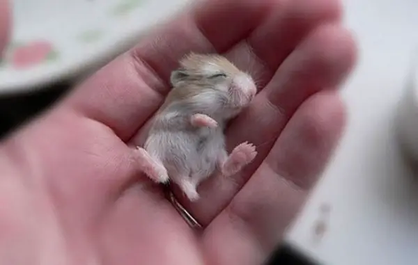the cuteness is overwhelming in these 16 tiny animals 11