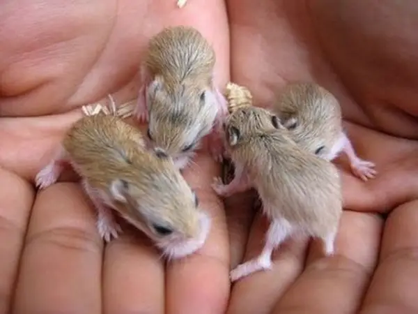 the cuteness is overwhelming in these 16 tiny animals 2