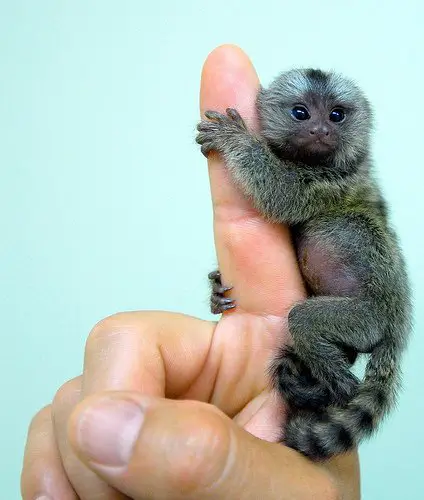 the cuteness is overwhelming in these 16 tiny animals 5