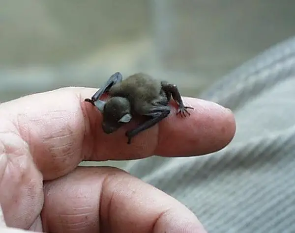 the cuteness is overwhelming in these 16 tiny animals 7