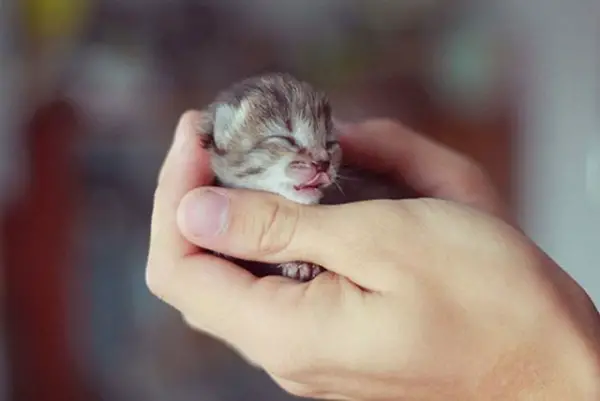 the cuteness is overwhelming in these 16 tiny animals 9
