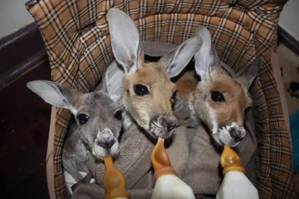the kangaroo sanctuary that will restore your faith in humanity 12 pics 1