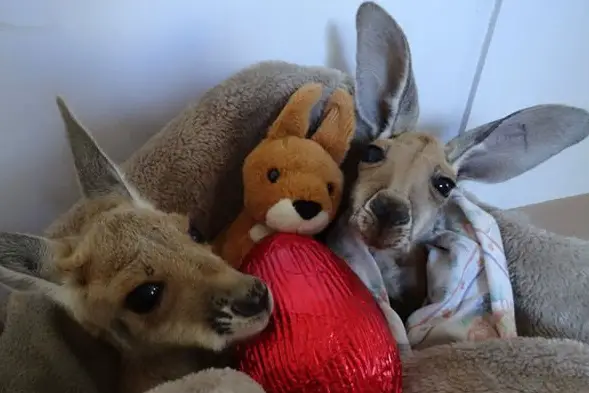 the kangaroo sanctuary that will restore your faith in humanity 12 pics 11